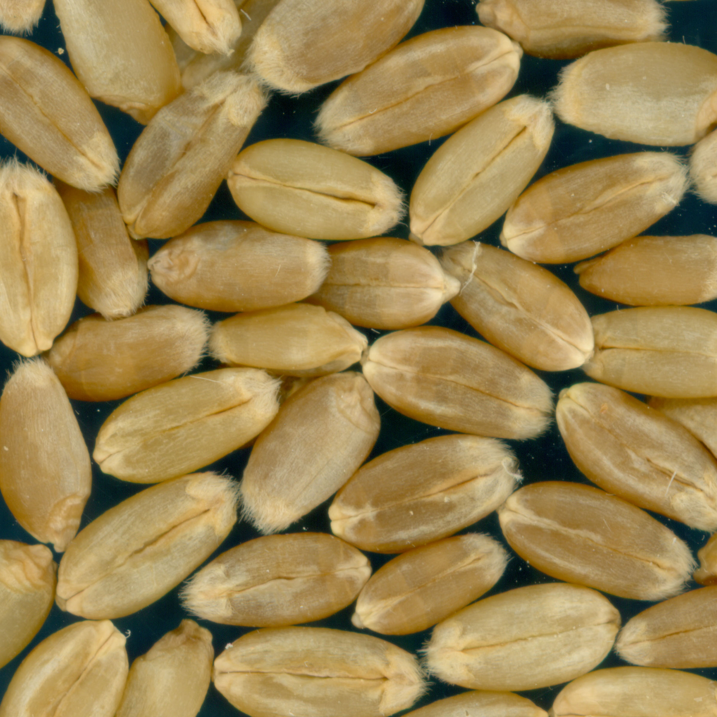 KERNELS